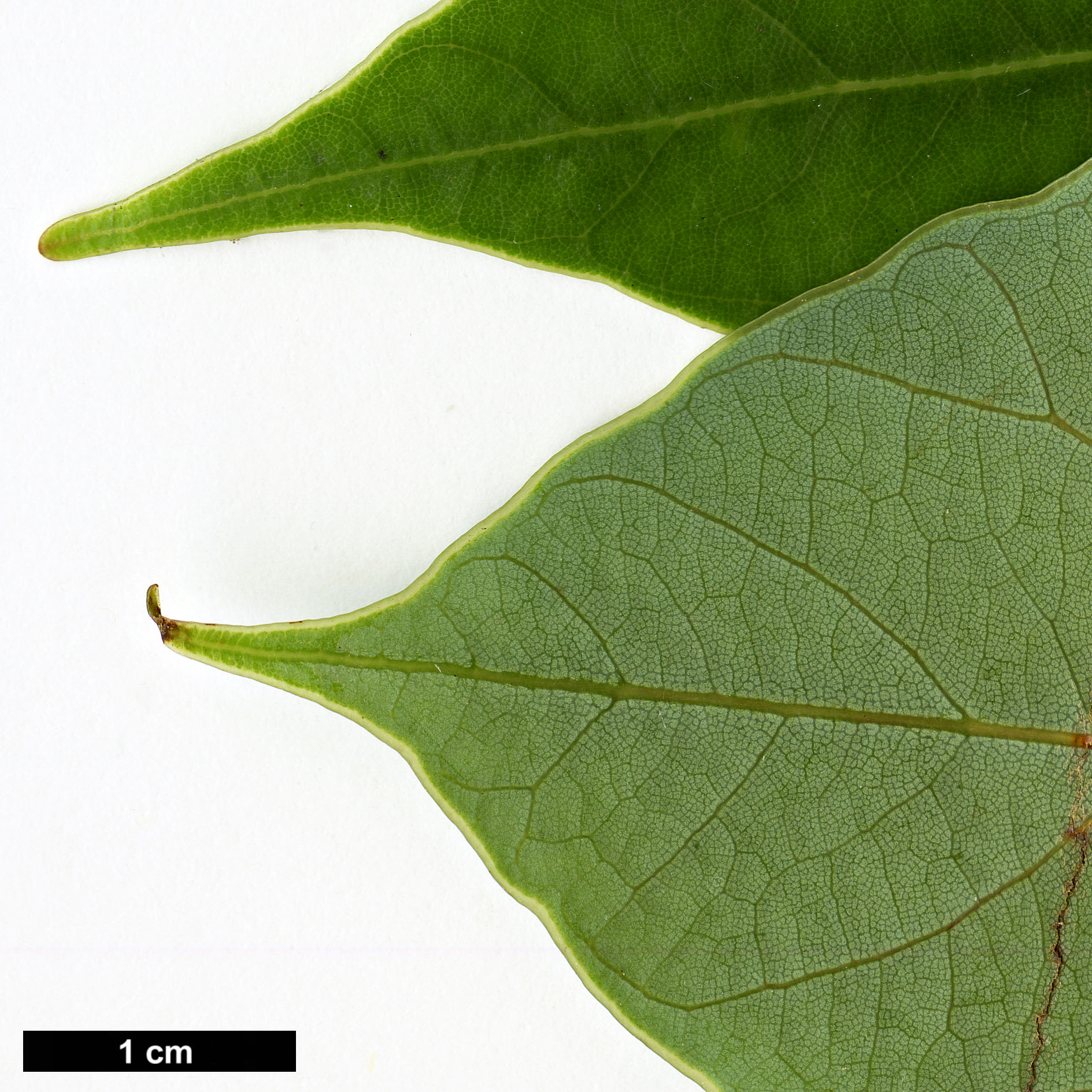 High resolution image: Family: Lauraceae - Genus: Alseodaphne - Taxon: cfr. utillis